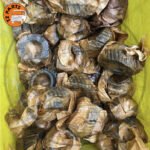 Crankshaft Gear - Image 2